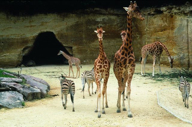 Venez découvrir le zoo de Doué la Fontaine
